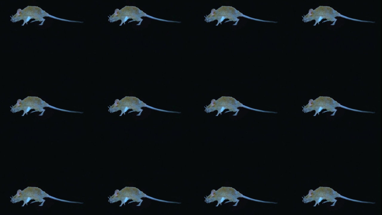 The Experience of a Rat