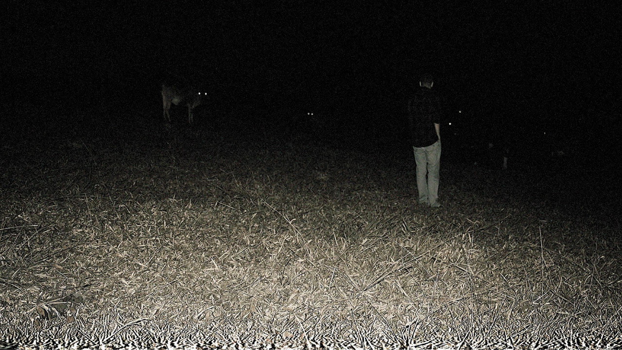 Predação Noturna