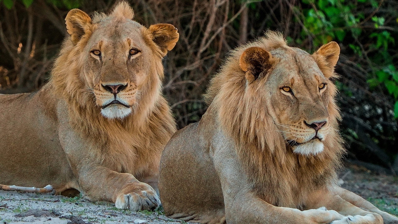 Pride Rules