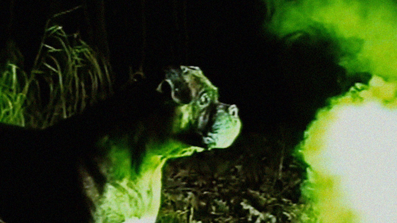 Bonkey: The Mutated