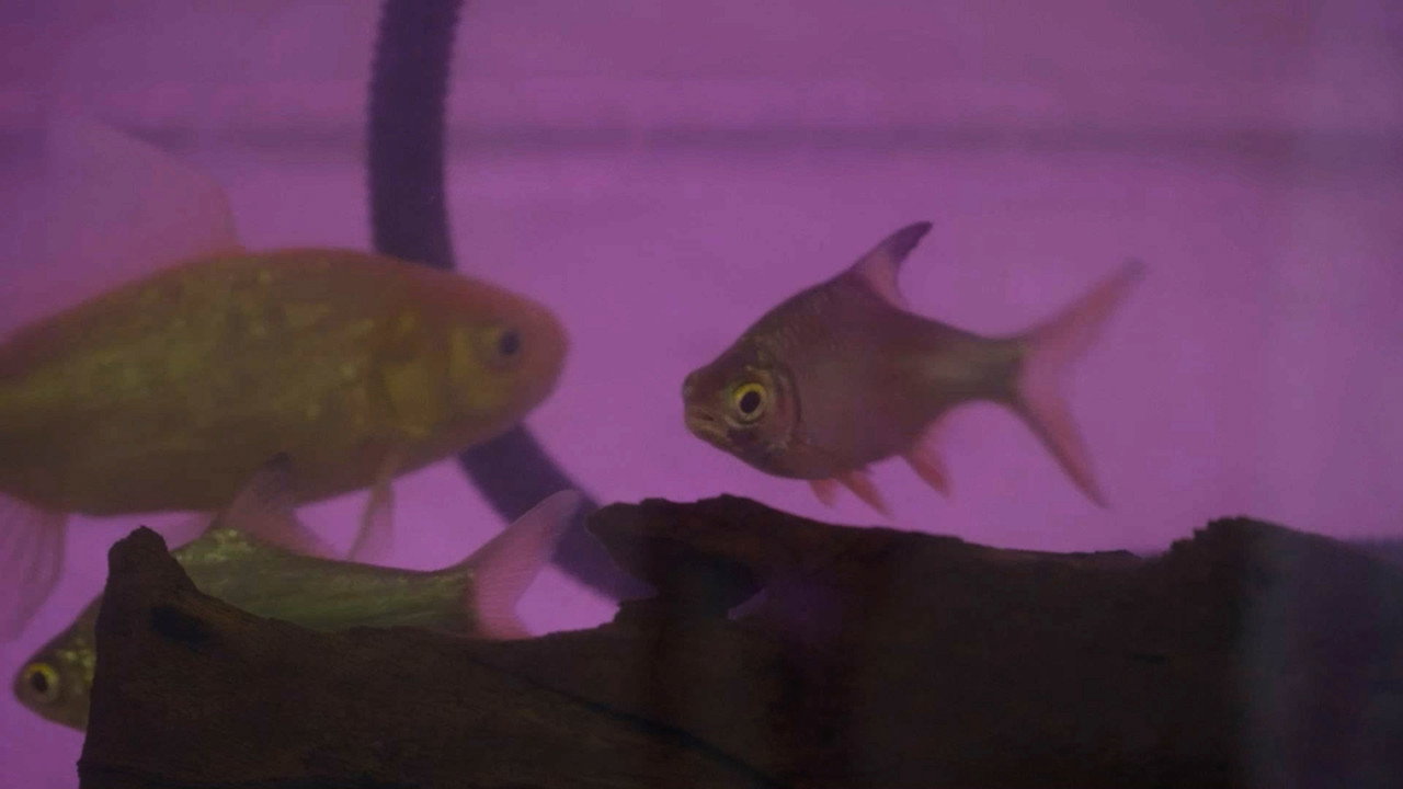 Ikan Migran