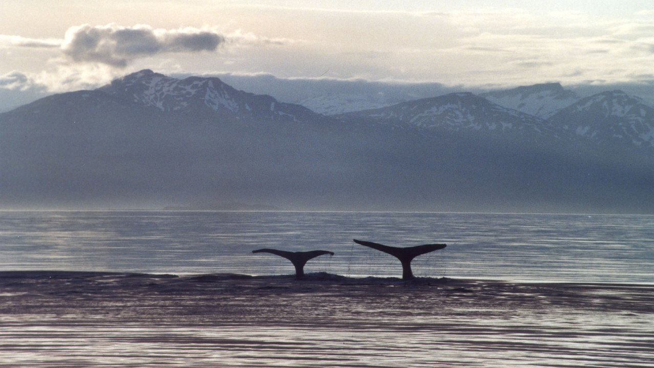 A Life Among Whales