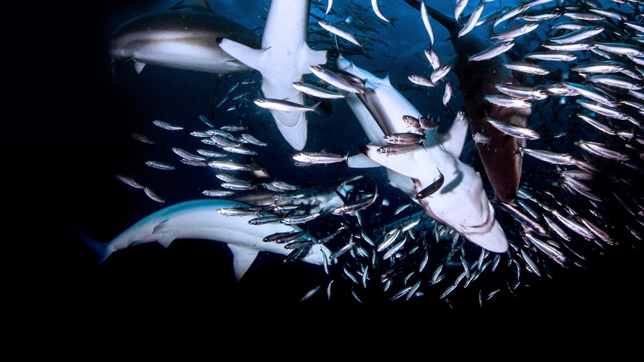 Un Festin de Requins