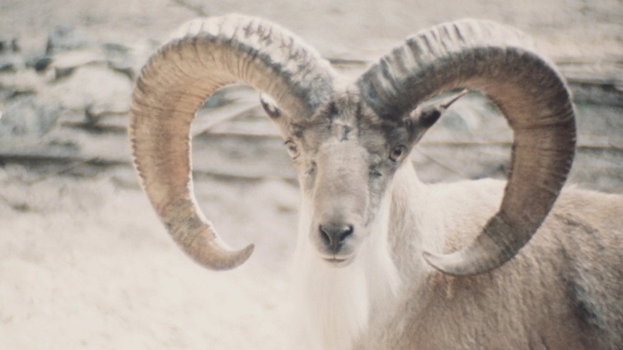 Paradies der Tiere