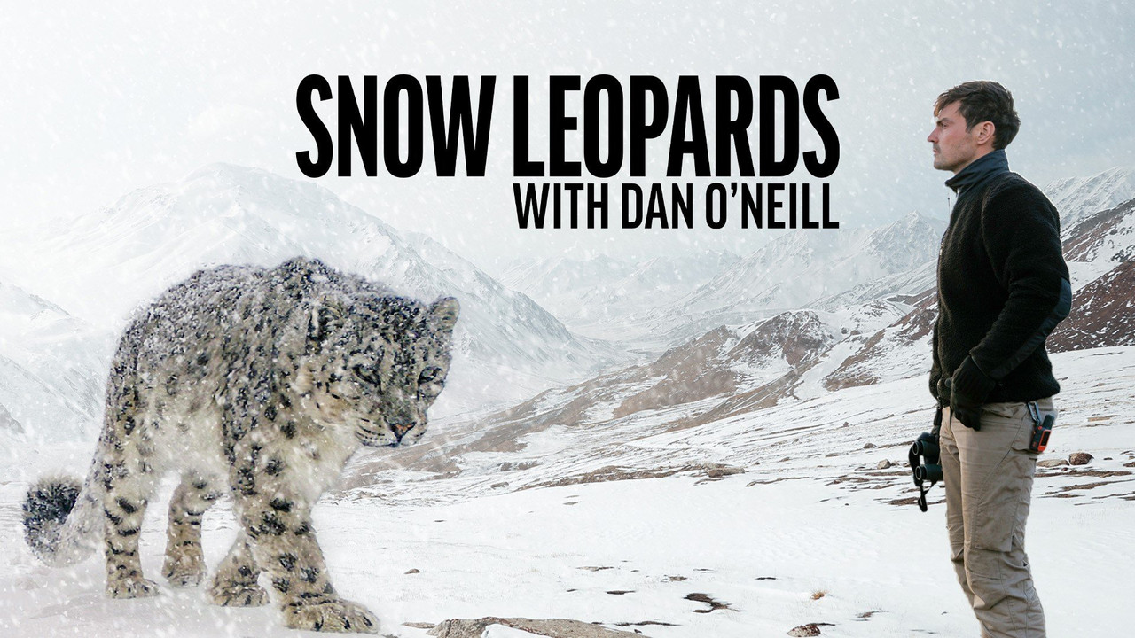 Snow Leopards with Dan O'Neill