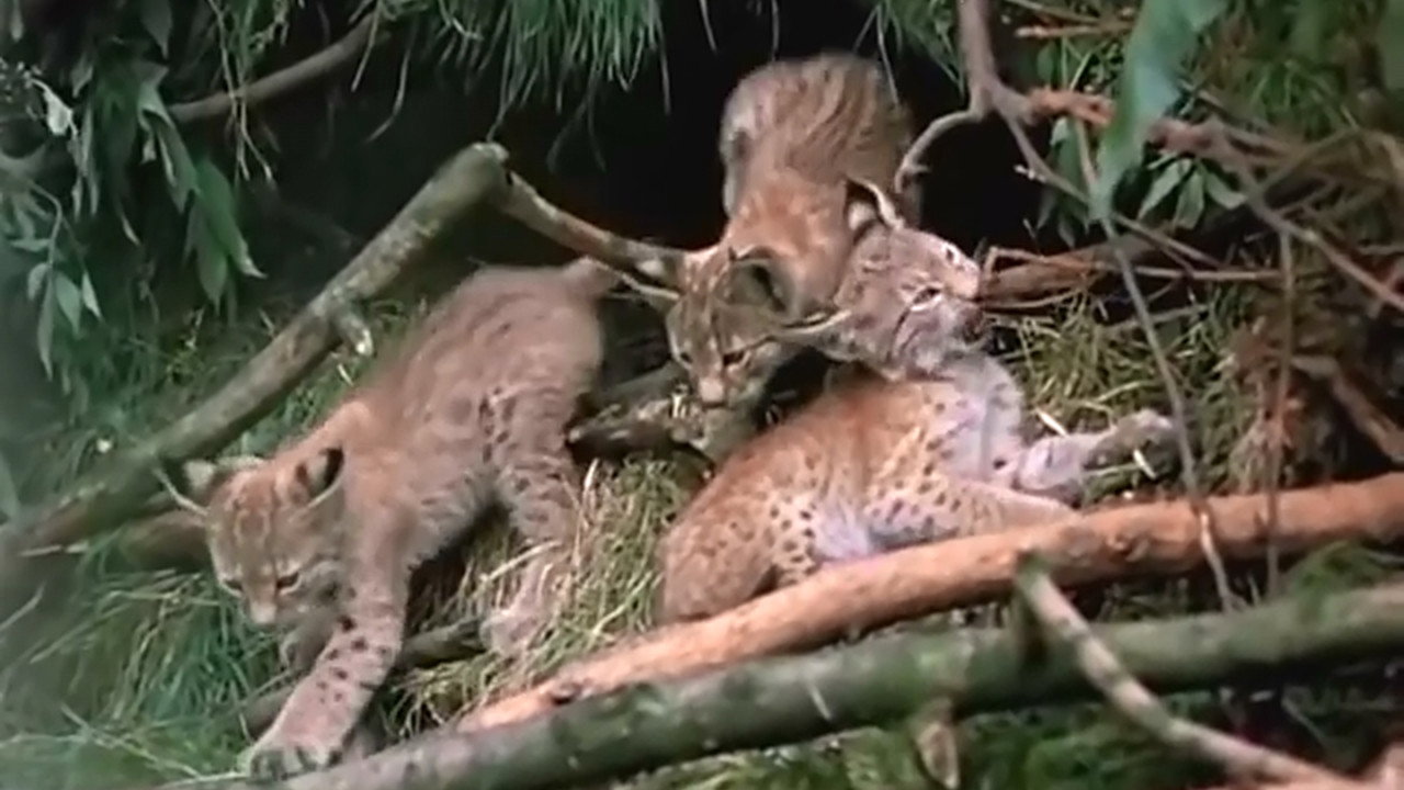 Le lynx Kounak sort du sentier