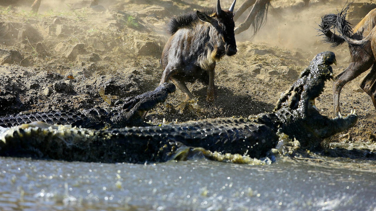 La Vie privée des crocodiles