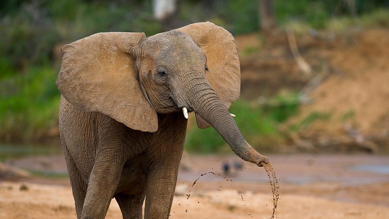 La vie secrète des éléphants