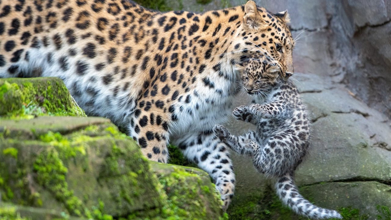 Wild India