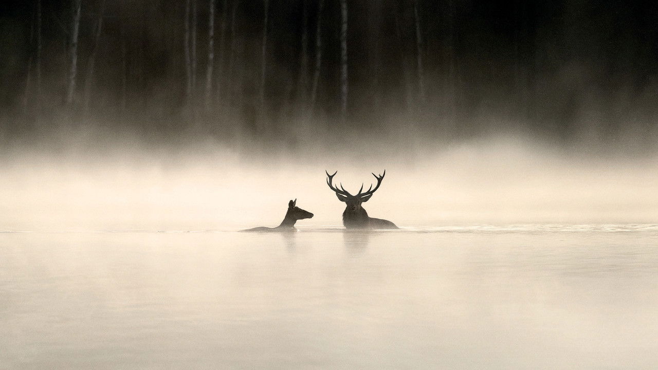 Le Chant des forêts