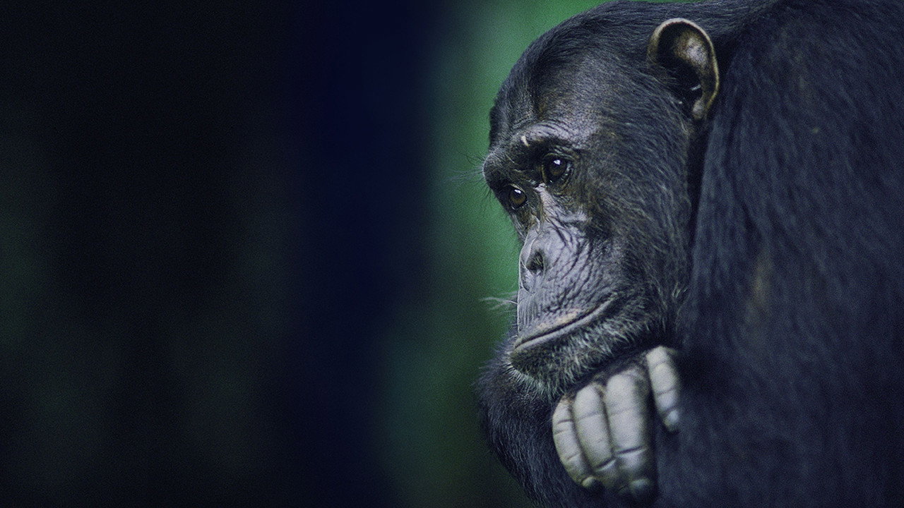 Le Royaume des singes : Lignes de bataille