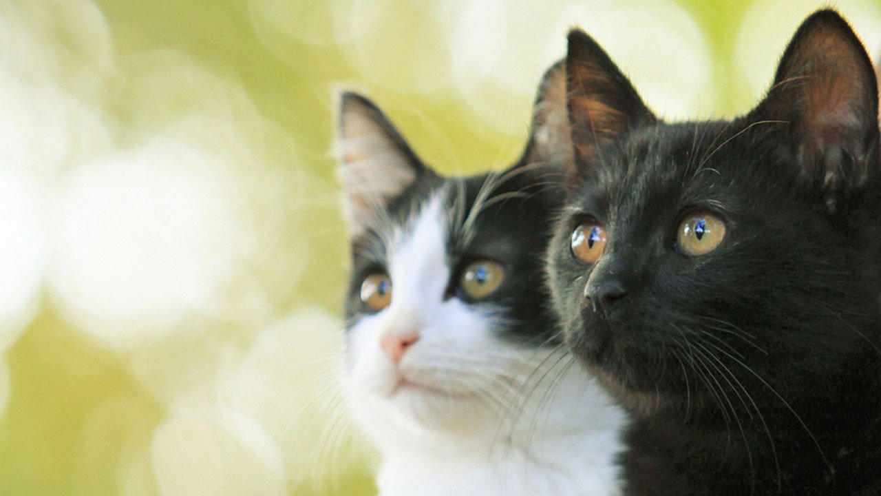 Les chats ne viennent pas quand on les appelle