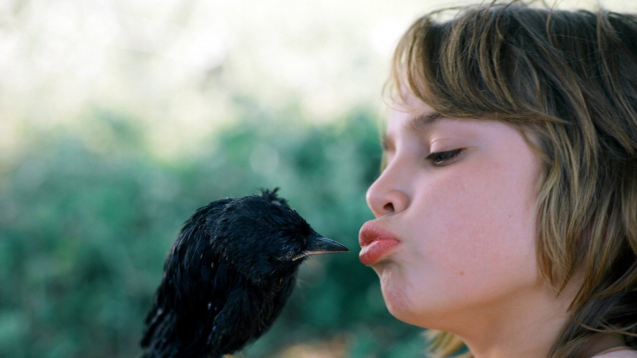 Little Bird
