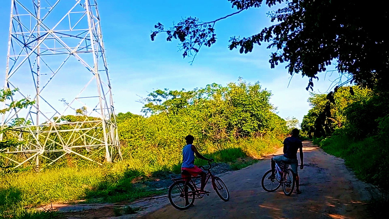 Árvores e Bicicletas