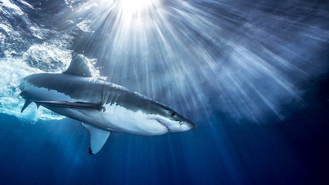 Dans le sillage des requins