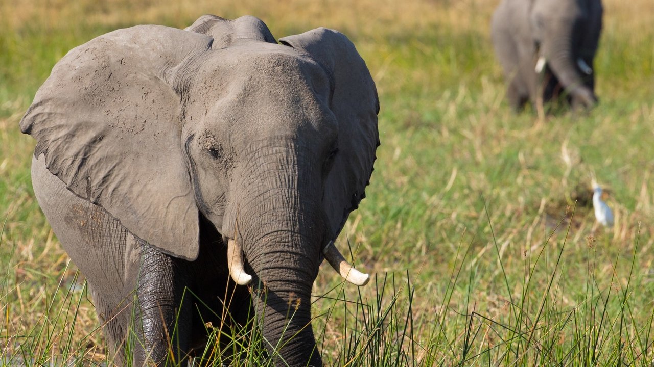 Éléphants