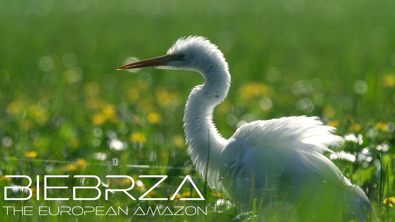 Biebrza: The European Amazon