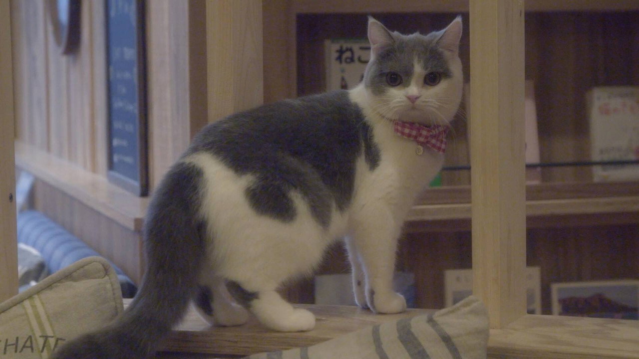 Cat Cafe
