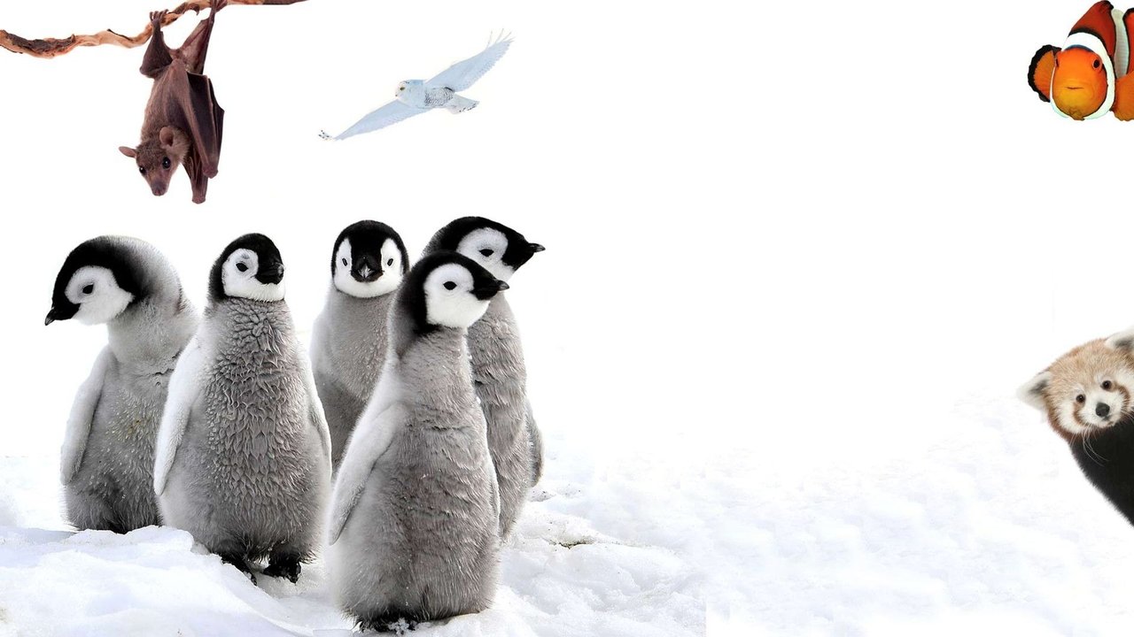 72 Animaux Mignons