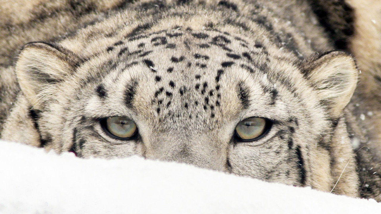 Himalaya, la quête du léopard des neiges