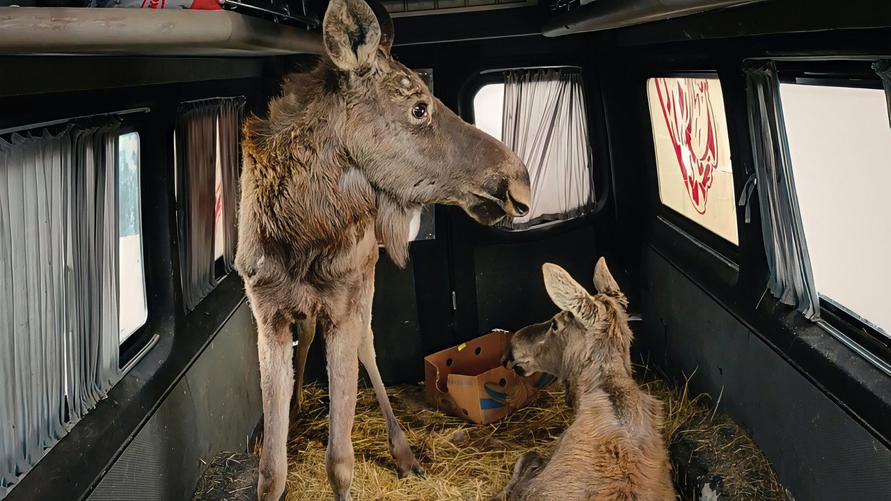 Checkpoint Zoo : Sauvetage sous les bombes