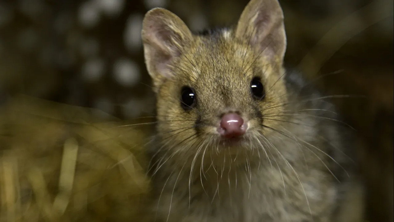 La ferme des chats marsupiaux - Un refuge en Tasmanie