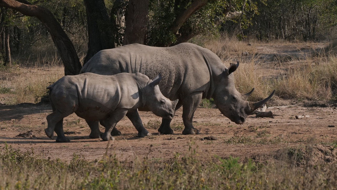 Le rhinocéros blanc - Une aventure familiale au cœur de l’Afrique