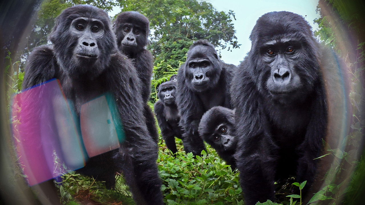 Caméras espions en terre animale