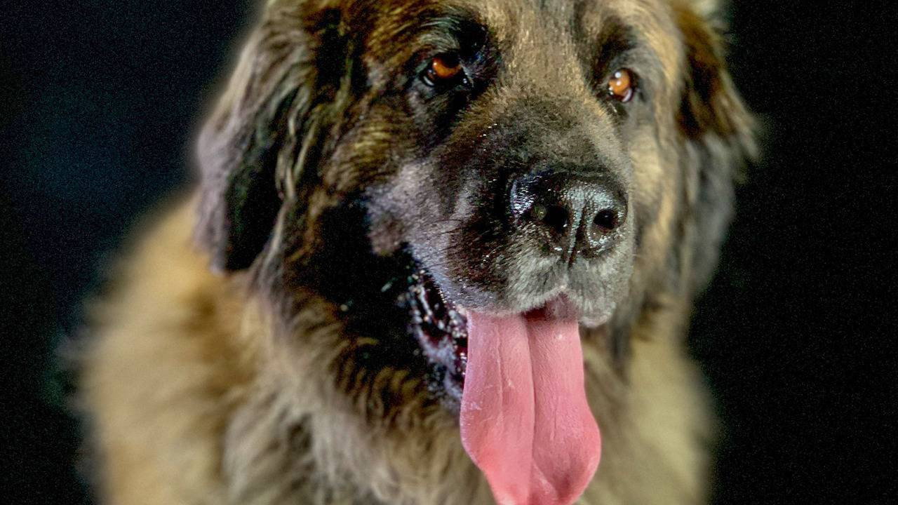 How dogs conquered the world
