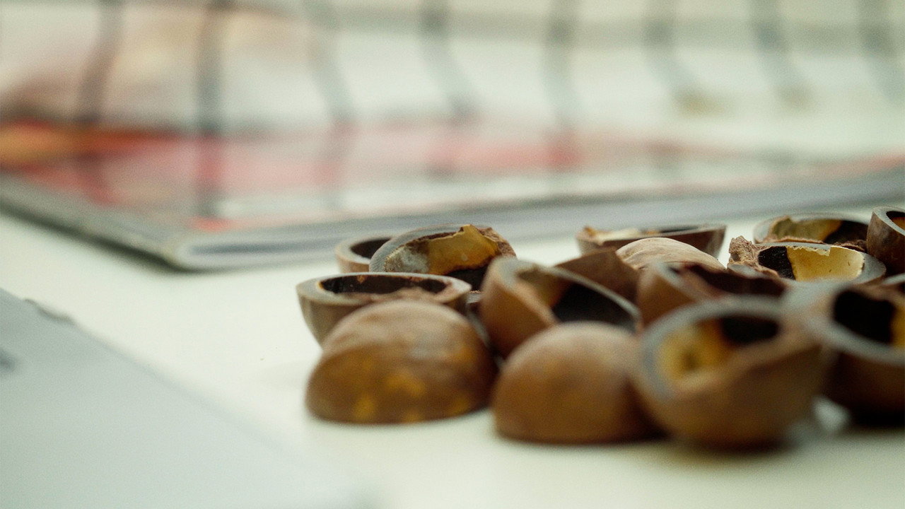 MACADAMIA