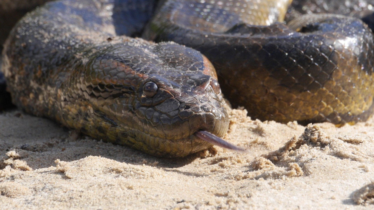 Anaconda : Le tueur de l'ombre