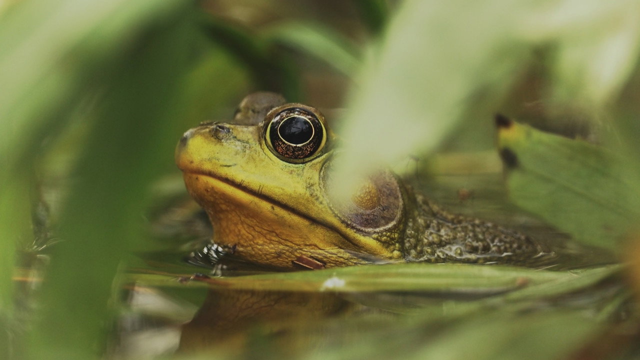 Understanding Myself as an Amphibian