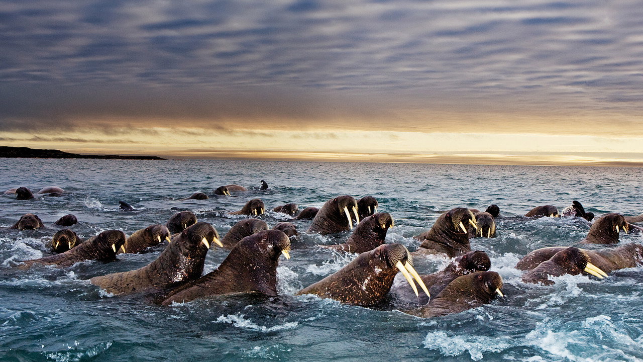 Les grandes migrations