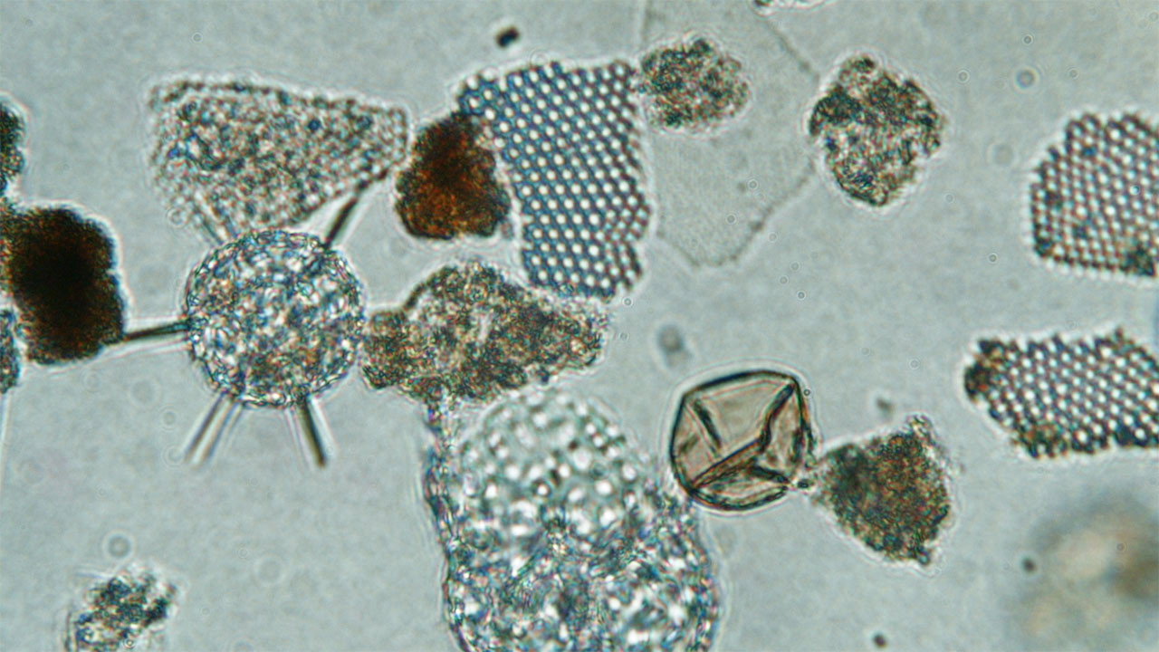 Ballast Balade pour dinoflagellés