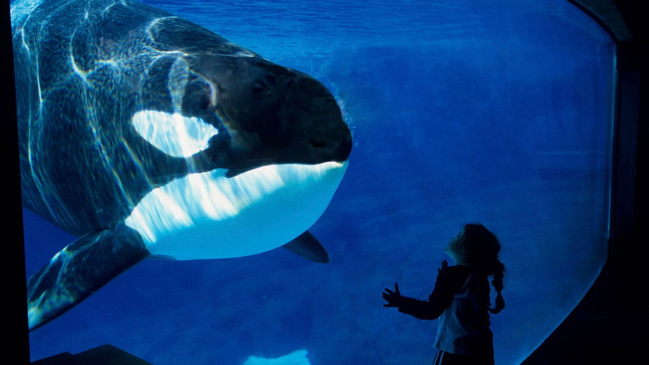 Blackfish 2