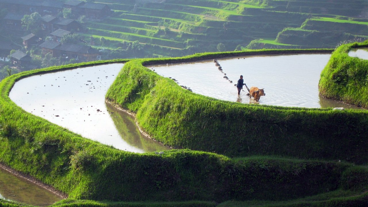 Chine sauvage