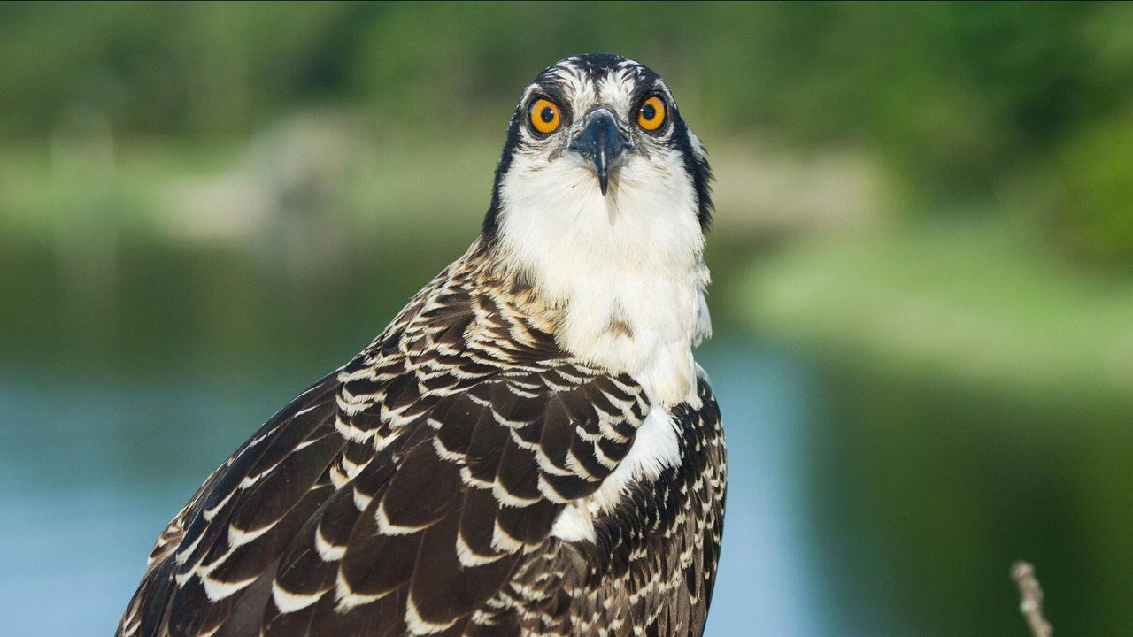 Season of the Osprey