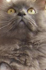Monstro Cat