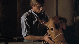 The Calf