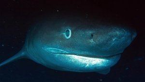 Le Requin du Jurassique