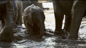 If I Were an Elephant