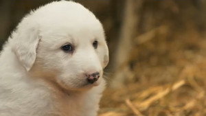 If I Were a Great Pyrenees