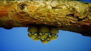 Cicada Do Brazil