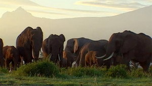 En direct des éléphants