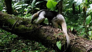 A Tropical Eden: American Jungles