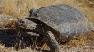 Desert-Dwelling Tortoises