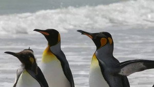 If I Were a Penguin