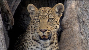 If I Were a Leopard