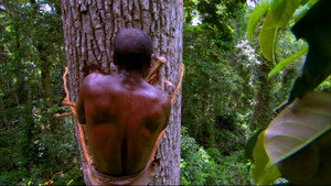 Les Jungles