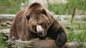 Grizzly gentilhomme des forêts